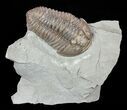 Prone, Flexicalymene Trilobite - Ohio #61006-4